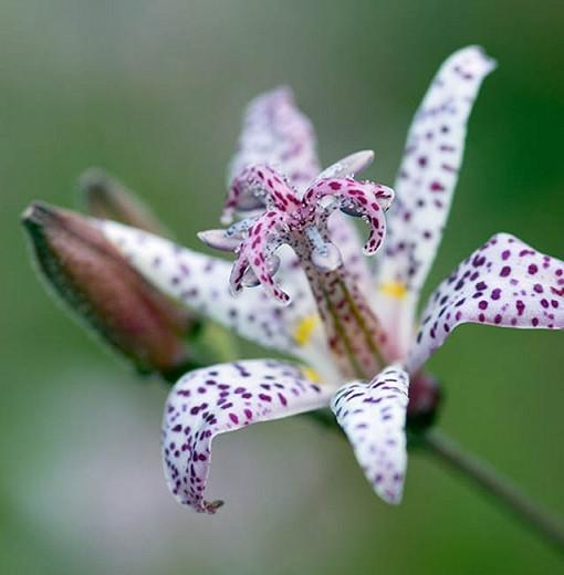 Tricyrtis Formosana, Toad Lily, Purple flowers, flowers for shade, Fall perennial, Shade perennial